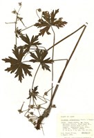 藏品(理查遜氏老鸛草)的圖片